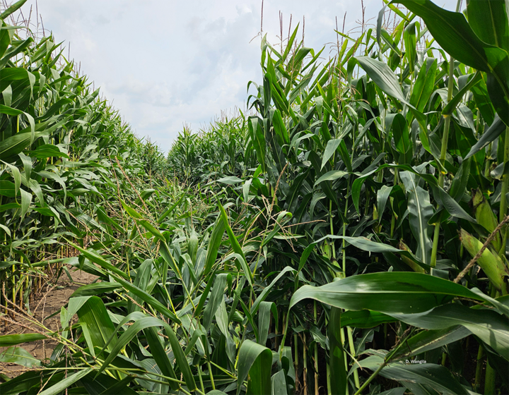 Cornfield with scattered lodging in the center rows, where plants have fallen over due to root damage caused by corn rootworm.