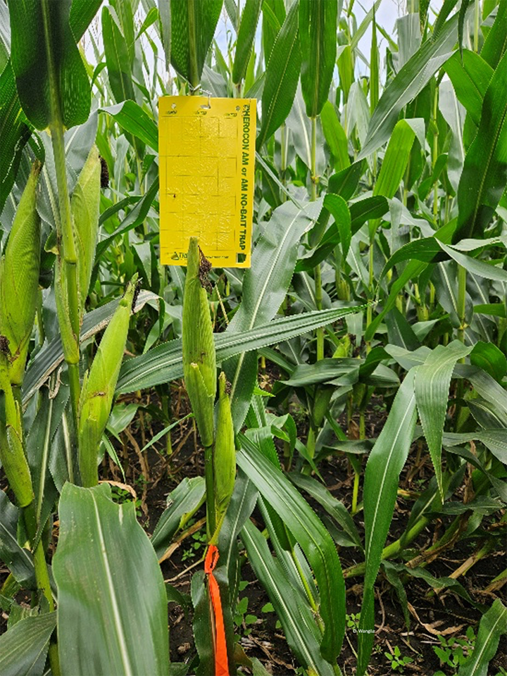 Yellow sticky trap placed in a cornfield canopy to monitor adult corn rootworm beetle activity, with a marked plant nearby for reference.