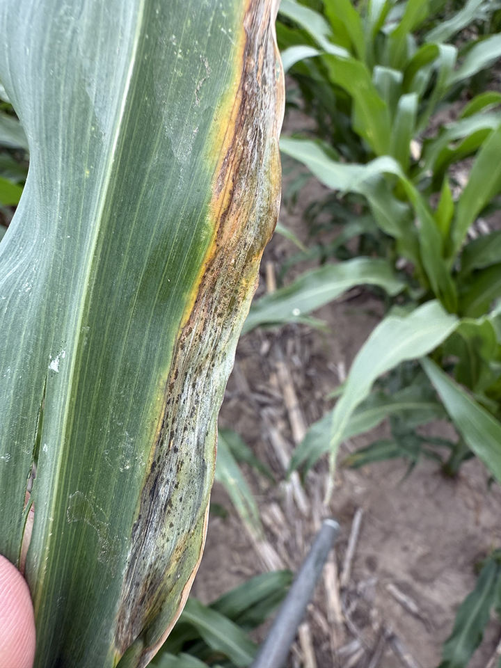 corn leaf with black spots, yellowing and wilting at right edge