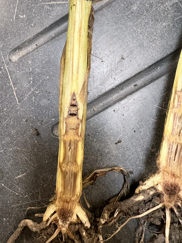 closeup of two corn stalk stems turning brown near the root from disease