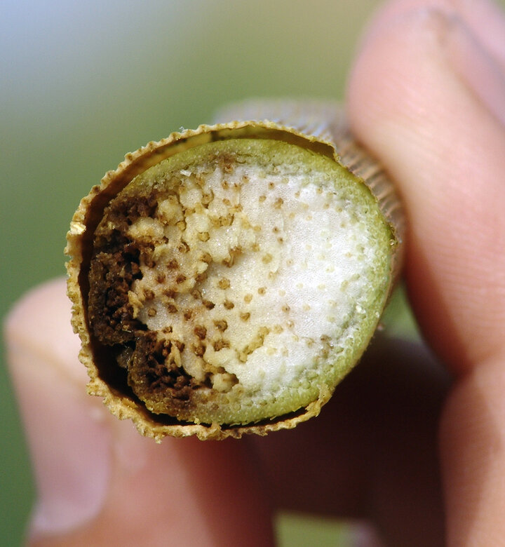 dissection of corn stalk near root exhibiting signs of disease with brown discoloration on left side through center