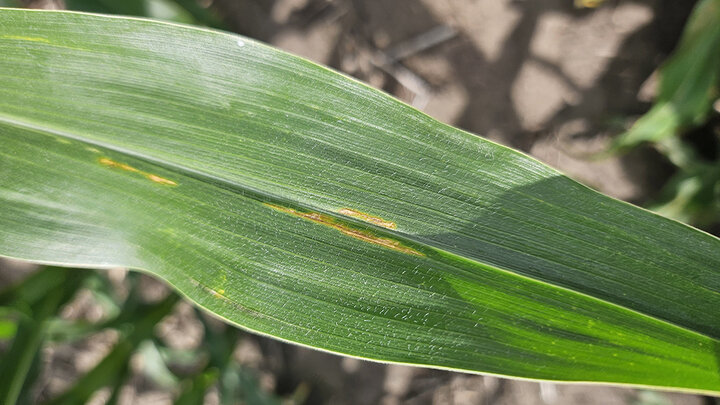 Corn leaf showing narrow, yellow to orange lesions confined between veins — a typical symptom of bacterial leaf streak.