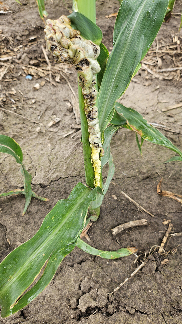 Corn plant with large, swollen galls caused by common smut, forming along the stalk and leaf midrib with dark fungal spores beginning to emerge.