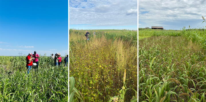 Three side-by-side photos of summer cover crop plots. The left image shows researchers taking field measurements in a tall sorghum-sudangrass stand under a clear blue sky. The center image features a diverse mix with buckwheat, millet, and sunflowers. The right image shows a dense stand of foxtail millet under cloudy skies near a barn.