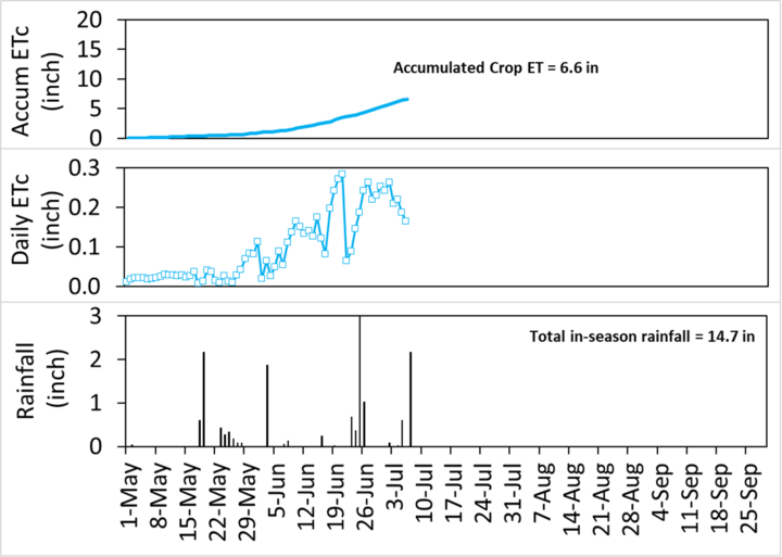 Three-panel chart showing crop water use and rainfall over time; top panel shows accumulated crop evapotranspiration (ET) reaching 6.6 inches, middle panel shows daily ET values increasing in mid-June, and bottom panel shows rainfall events totaling 14.7 inches from May through early July.
