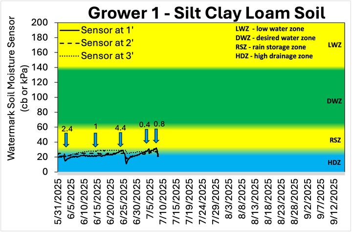 Soil moisture chart for Grower 1 with silt clay loam soil, showing Watermark sensor readings at 1, 2, and 3 feet from late May to mid-September 2025; color-coded zones indicate high drainage, rain storage, desired water, and low water levels, with rainfall amounts and dates marked by blue arrows.