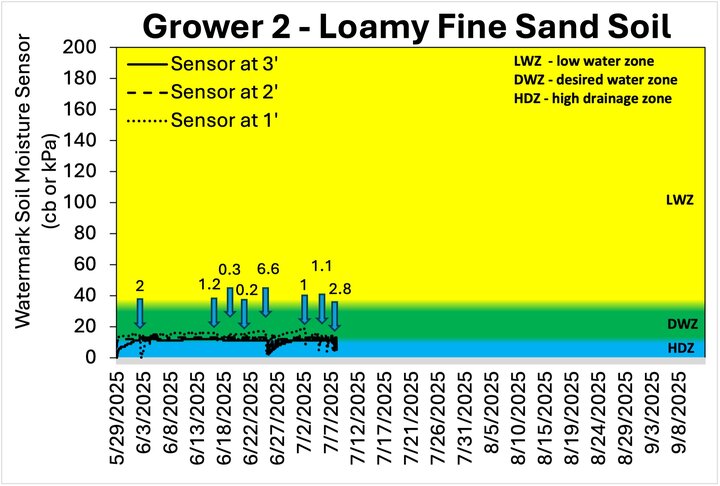 Soil moisture chart for Grower 2 with loamy fine sand soil, showing Watermark sensor readings at 1, 2, and 3 feet from late May to mid-September 2025; color-coded zones include high drainage, desired water, and low water zones, with rainfall events marked by blue arrows and labeled amounts.