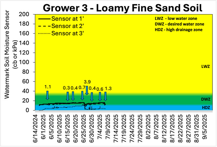Soil moisture chart for Grower 3 with loamy fine sand soil, showing Watermark sensor readings at 1, 2, and 3 feet from mid-June to early September 2025; moisture levels fluctuate across high drainage and desired water zones, with rainfall events marked by blue arrows and labeled amounts.