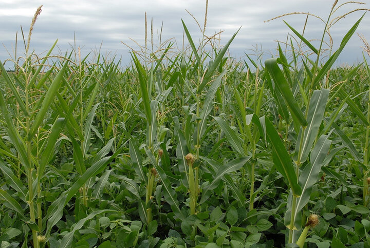 closeup of corn field under cloudy sky