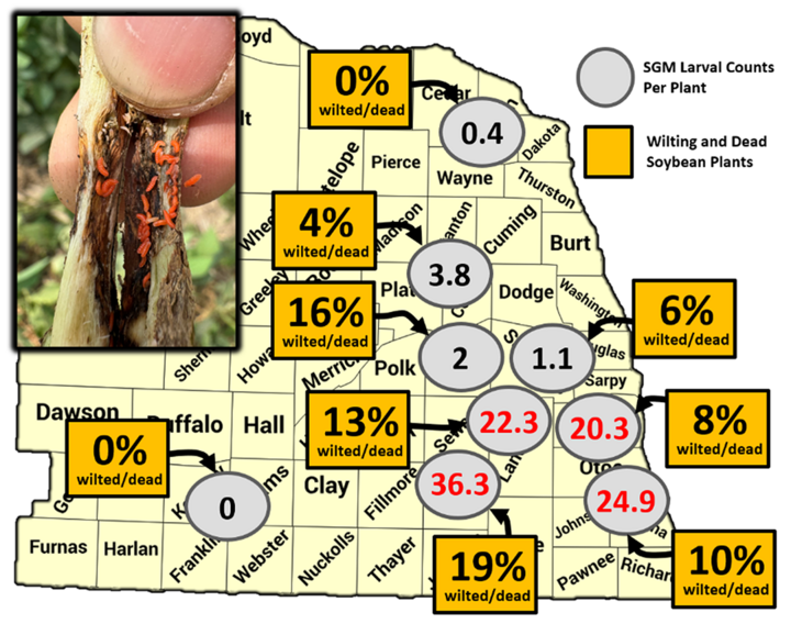 Map of Nebraska showing soybean gall midge larval counts per plant (gray circles) and percent of wilting and dead soybean plants (yellow squares) at nine research sites in mid-to-late July. Highest larval counts and plant damage occurred in the southeastern region, especially in Saline, Lancaster, and Otoe counties.