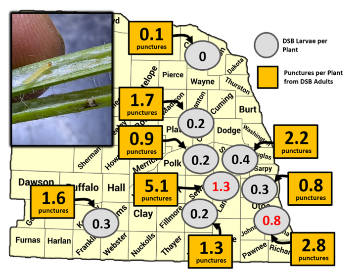 Map of Nebraska showing Dectes stem borer larval counts per plant (gray circles) and average number of adult punctures per plant (yellow squares) at nine research sites in mid-to-late July. Highest adult activity was observed in Buffalo and Clay counties, while larval presence remained low across all sites.