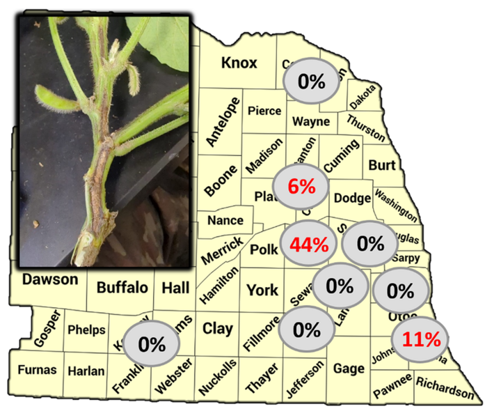 Map of Nebraska showing Phytophthora incidence in soybeans at nine research sites, with percentages labeled in gray circles. Disease presence was highest in Polk County at 44%, followed by Otoe County at 11% and Stanton County at 6%; all other sites reported 0%.