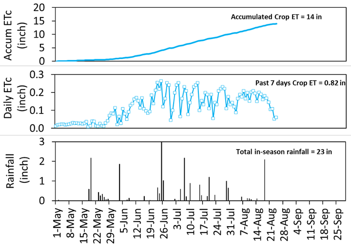 Three-panel chart showing crop evapotranspiration (ETc) and rainfall from May through September. Top panel: accumulated ETc steadily increases to 14 inches. Middle panel: daily ETc peaks near 0.25 inch in mid-June to July and declines in late August; past 7 days total 0.82 inch. Bottom panel: rainfall is variable with several peaks over 2 inches in June and August, totaling 23 inches for the season.