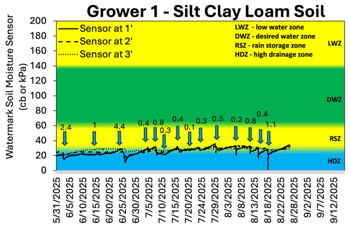 Chart showing soil moisture sensor readings for Grower 1 on silt clay loam soil from late May to September 2025. Lines represent sensors at 1, 2, and 3 feet depths, generally staying within the rain storage zone (RSZ) and desired water zone (DWZ). Blue arrows indicate rainfall or irrigation events, with amounts labeled from 0.1 to 4.4 inches. Soil moisture remained mostly stable in the desired range, with brief dips and recoveries after rain or irrigation.