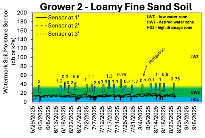 Chart showing soil moisture sensor readings for Grower 2 on loamy fine sand soil from late May to early September 2025. Lines represent sensors at 1, 2, and 3 feet depths, mostly staying in the desired water zone (DWZ). Blue arrows indicate irrigation or rainfall events ranging from 0.1 to 6.6 inches. A fertigation event is noted in early August. Soil moisture remained generally stable with quick responses to irrigation, typical of sandy soils.