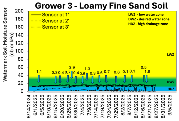 Chart showing soil moisture sensor readings for Grower 3 on loamy fine sand soil from mid-June to mid-September 2025. Sensors at 1, 2, and 3 feet depths stayed mostly within the desired water zone (DWZ). Blue arrows mark irrigation or rainfall events ranging from 0.1 to 3.9 inches. Soil moisture remained relatively steady, with deeper sensors showing less fluctuation than the shallow sensor.