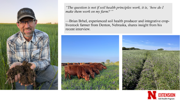 Farmer Brian Brhel holding a clump of soil, with cattle grazing cover crops and a field of tall cover crops alongside a quote about applying soil health principles on his farm.
