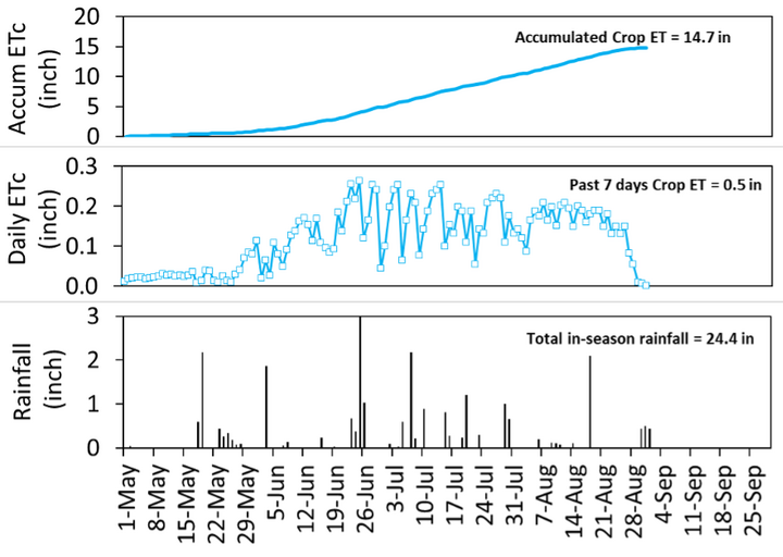 Daily and accumulated crop evapotranspiration (ETc) alongside in-season rainfall totals.