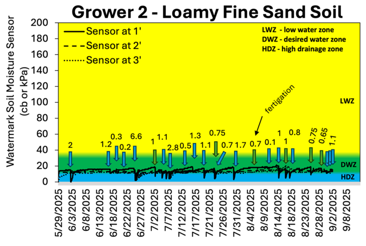 Grower 2 data on soil moisture data for loamy fine sand, showing response to rainfall at three soil depths.