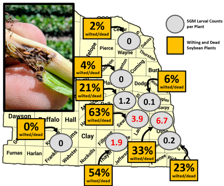 Map of Nebraska with nine survey sites showing soybean gall midge larval counts per plant and percentages of wilted or dead soybean plants. Highest larval counts are in southeast Nebraska, with some fields showing over 60% plant loss.
