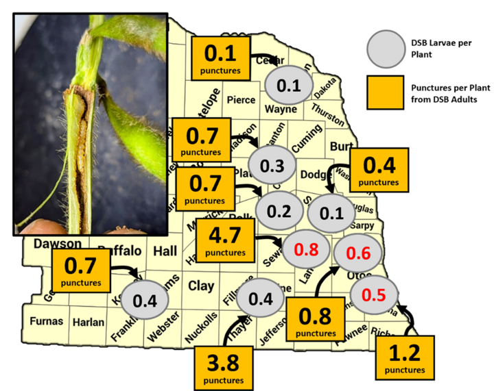 Map of Nebraska with Dectes stem borer punctures per plant shown in yellow boxes and larval counts in gray circles for nine survey sites. Highest puncture rates are in south-central Nebraska, while larval numbers are elevated in several southeastern counties.