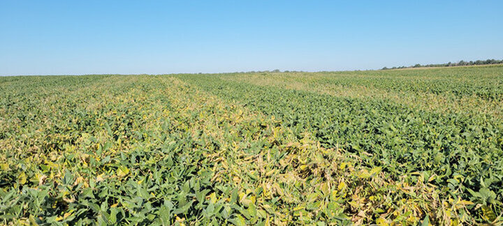 Soybean rows showing sudden death syndrome symptoms, with yellowed patches in susceptible varieties between tolerant rows.