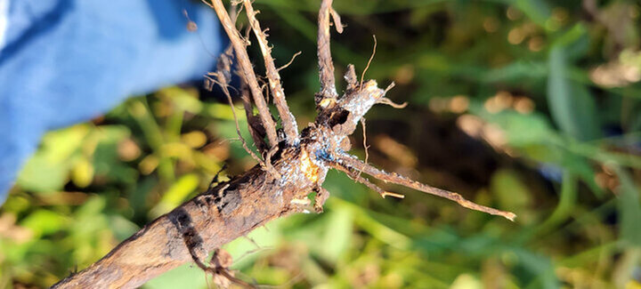 Soybean root with blue fungal growth from sudden death syndrome infection.