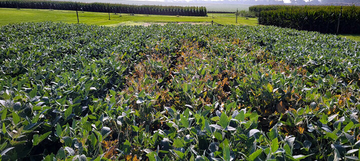 Soybean demonstration plot with a pocket of plants showing sudden death syndrome symptoms.