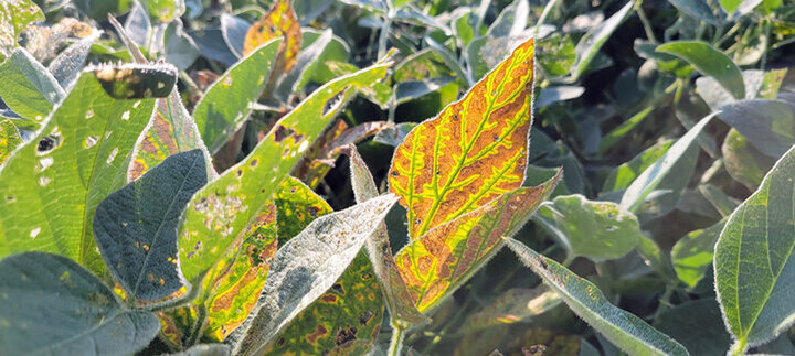 Soybean leaf showing yellowing between veins and browning edges from sudden death syndrome.