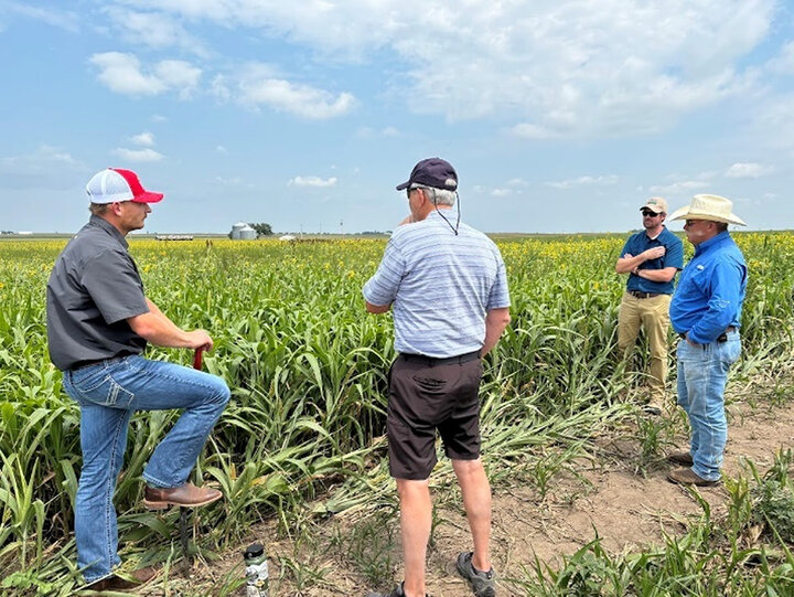 Sorghum plants dominate a tall cover crop mix in August 2024.
