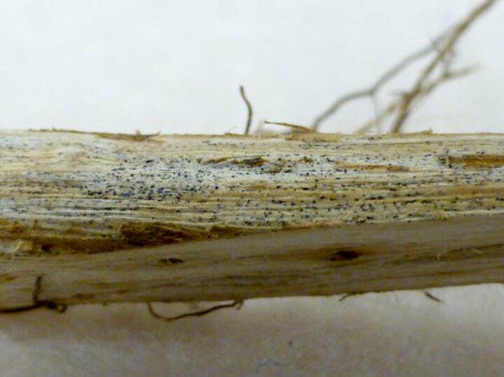 Close-up of soybean stem with gray discoloration and microsclerotia from charcoal rot.