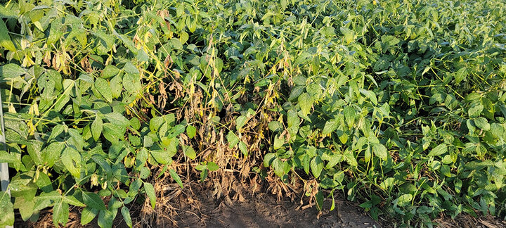 Soybean plants along field edge killed by soybean gall midge.
