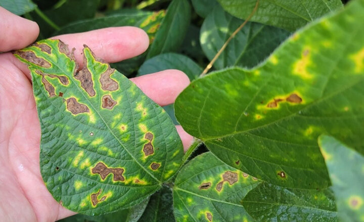 Soybean leaf with interveinal chlorosis from triazole fungicide injury.