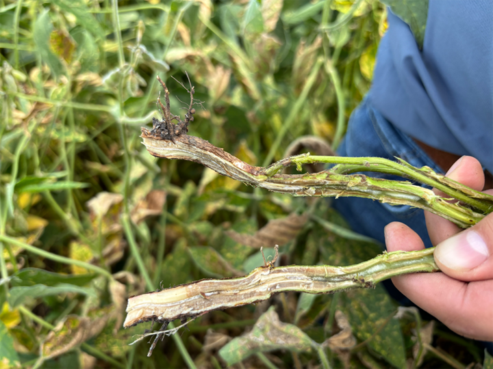 Split soybean stem with light brown cortex discoloration and white pith from SDS.