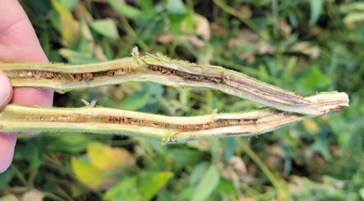 Soybean stem showing brown rot inside from brown stem rot.