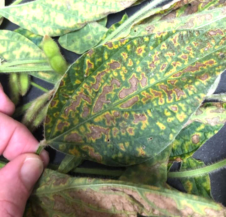 Soybean leaves with interveinal chlorosis caused by brown stem rot.