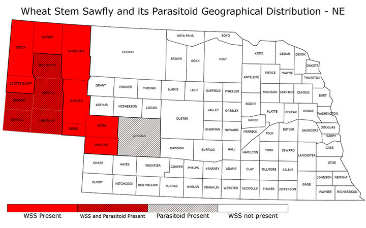 Map of Nebraska counties showing wheat stem sawfly and parasitoid presence in 2025; solid red counties indicate sawfly confirmed, red with stripes indicate both sawfly and parasitoids, gray stripes indicate only parasitoids, and white shows no confirmed reports.
