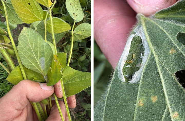 Two images of soybean leaves with tentiform leafminer damage: left, white blotchy mines on underside of mid- to lower-canopy leaves; right, an opened mine showing a small yellow-green larva.