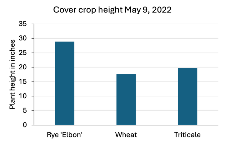 Bar chart comparing cover crop height on May 9, 2022, showing rye at about 30 inches tall, triticale near 20 inches, and wheat slightly shorter as plants mature.