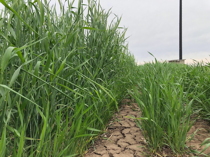 Close-up of cereal rye ‘Elbon’ on the left and winter wheat on the right growing in dry, cracked soil at the Eastern Nebraska Research, Extension and Education Center as plants mature.