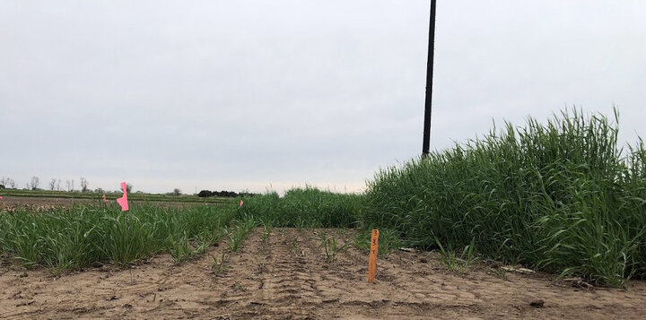 Research plots showing wheat on the left, triticale in the center and rye ‘Elbon’ on the right, with taller rye growth visible behind triticale as plants mature.
