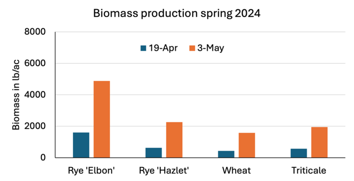 Bar chart showing spring 2024 biomass production of cereal rye, winter wheat and triticale, with rye ‘Elbon’ producing the most—about 4,900 lb/ac by May 3—as plants mature.