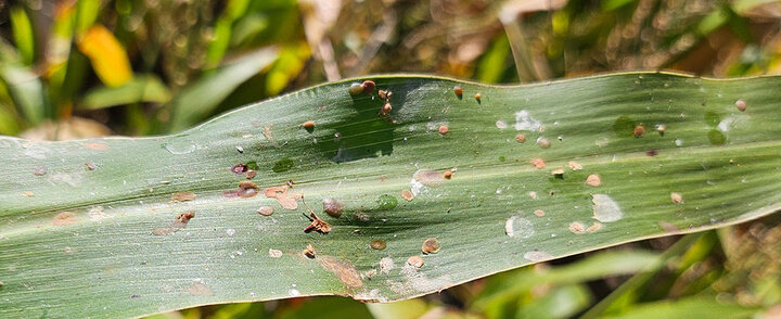 Sorghum leaf speckled with dried honeydew droplets from sorghum ergot infection, leaving white and tan residue patches.