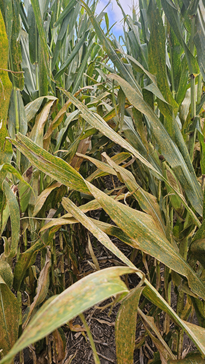 Closeup of corn row in field with heavy southern rust infection, diagnosed by extensive yellowing of numerous corn leaves