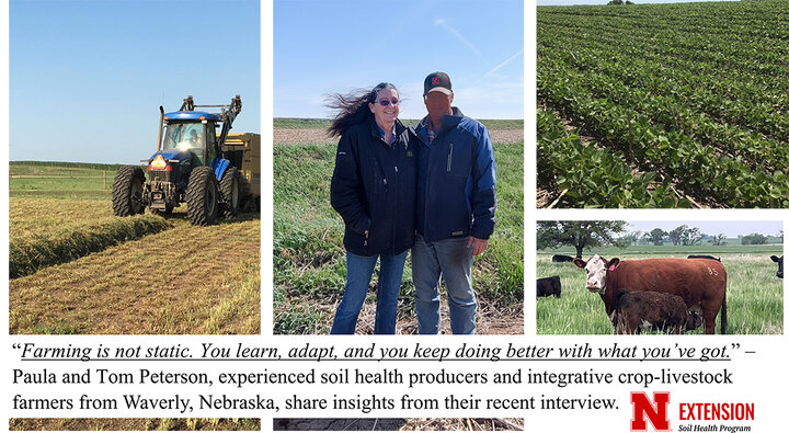 A collage of four images showing soil health farmers Paula and Tom Peterson from Waverly, Nebraska — the couple standing together in a cover crop field, a tractor cutting hay, a green soybean field, and cattle grazing on pasture.