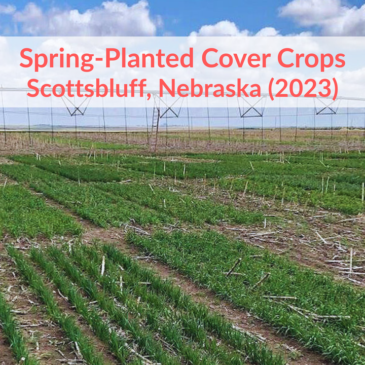 Spring-planted cover crops in Scottsbluff, Nebraska, 2023, with green rows growing under an overhead irrigation system.