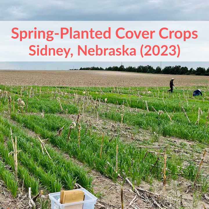 Spring-planted cover crops in Sidney, Nebraska, 2023, showing green rows growing in a corn field with people working.