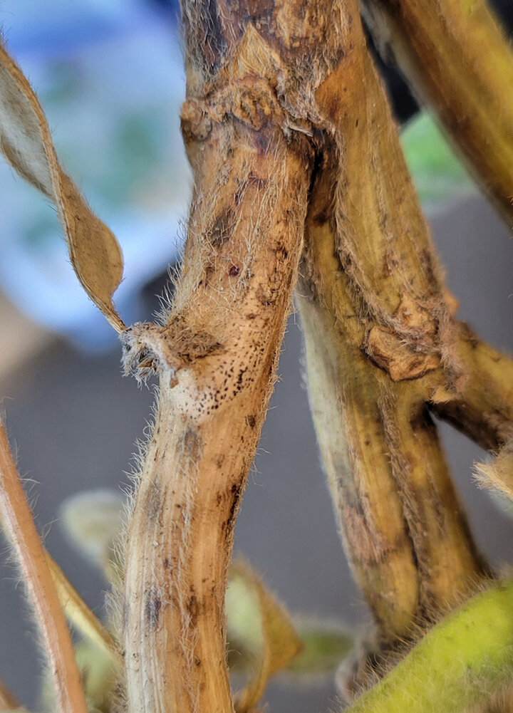 lose-up of a soybean stem showing tan lesions with rows of tiny black specks, characteristic of pod and stem blight.