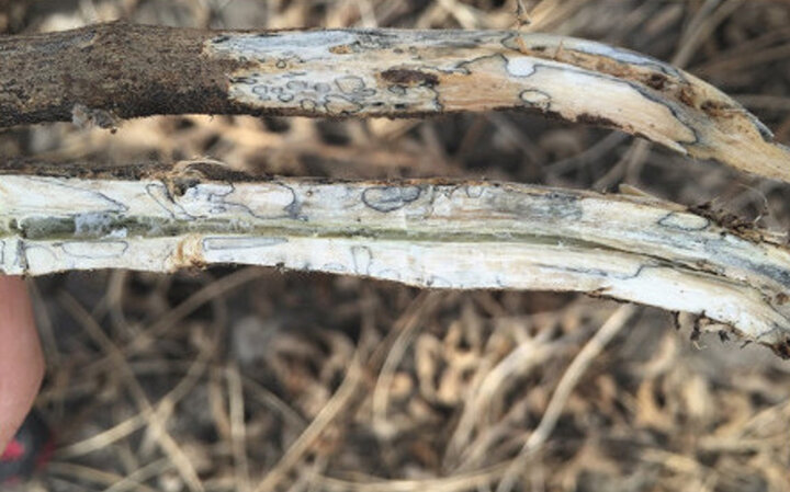 Split soybean stem showing white interior tissue with dark, wavy black zone lines typical of Diaporthe stem infection.