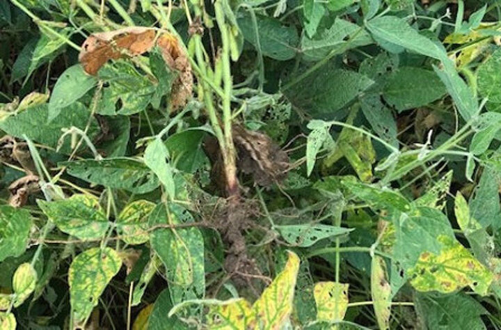 Soybean plant showing yellowing and browning leaves with red crown rot symptoms near the stem base.